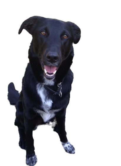 Black dog sitting up and happily looking into the camera