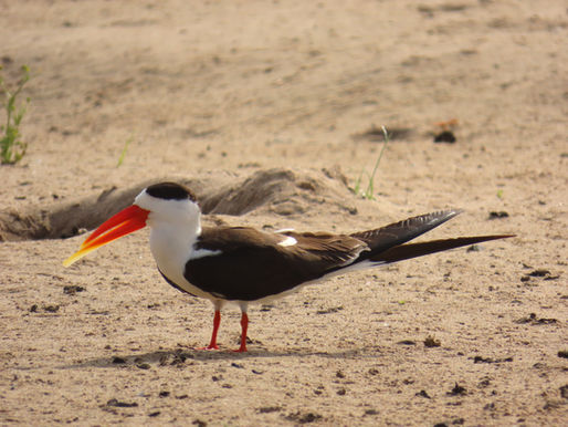 চম্বলের বুকে বিপন্ন Indian Skimmer এর দল
