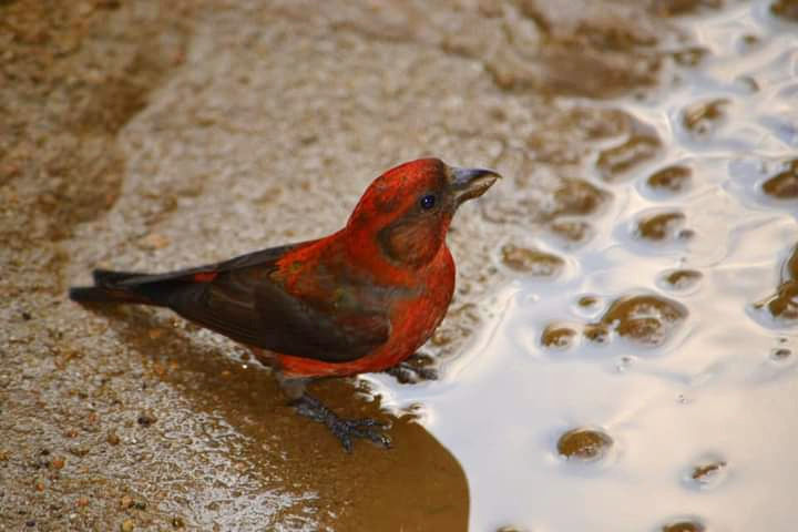 ree