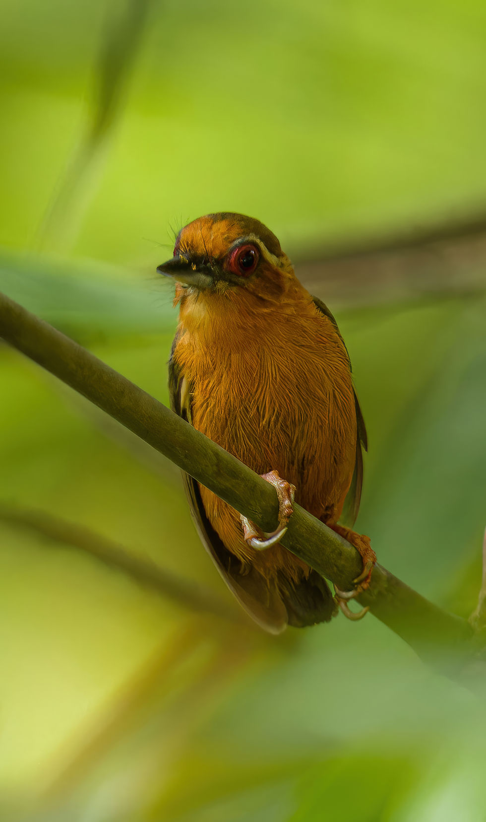 White browed piculet