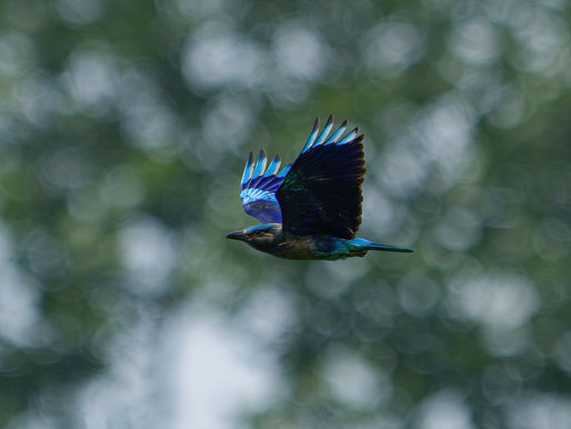 বিপন্ন গড়ভাঙ্গা অরণ্যের পাখিকূল