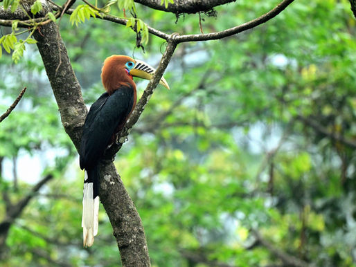 লাটপাঞ্চারের পাখিরা