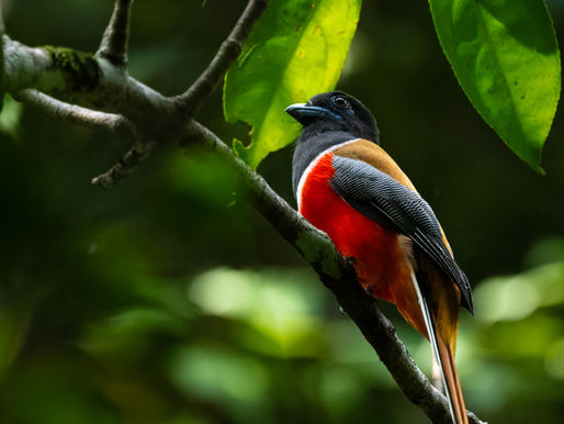 ট্রোগন-কথা