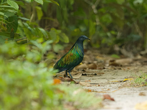 লিটল আন্দামানের পাখিরা