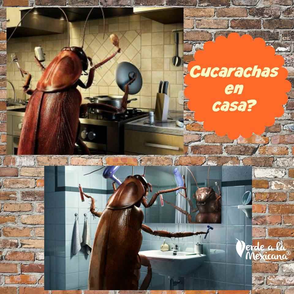 como acabar con las cucarachas