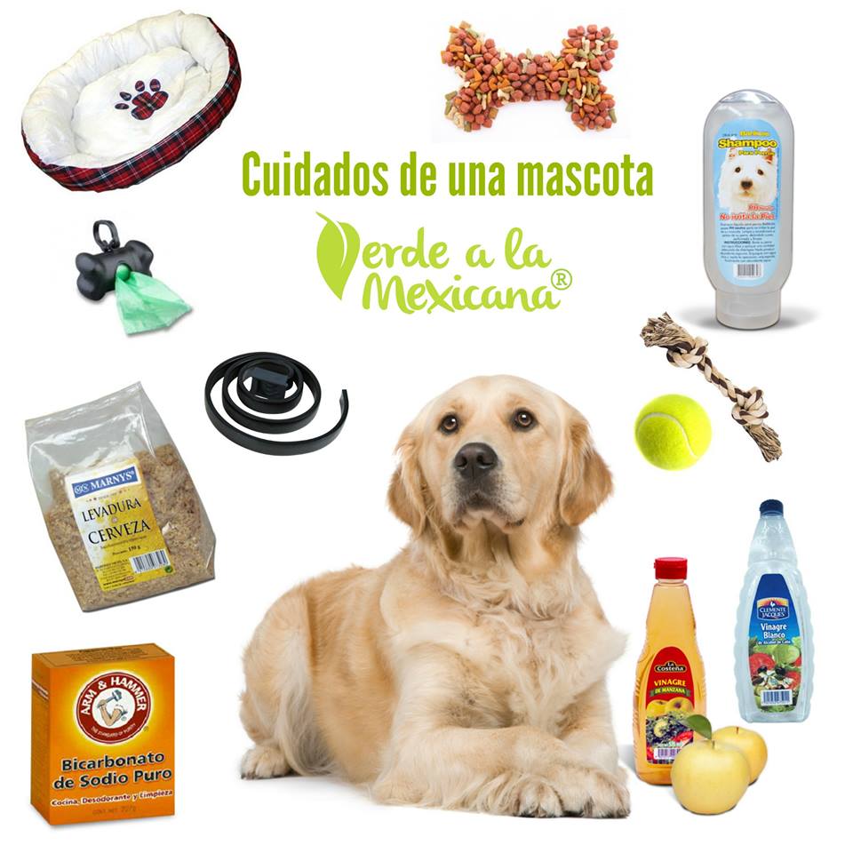cuidados de una mascota al estilo verde a la mexicana