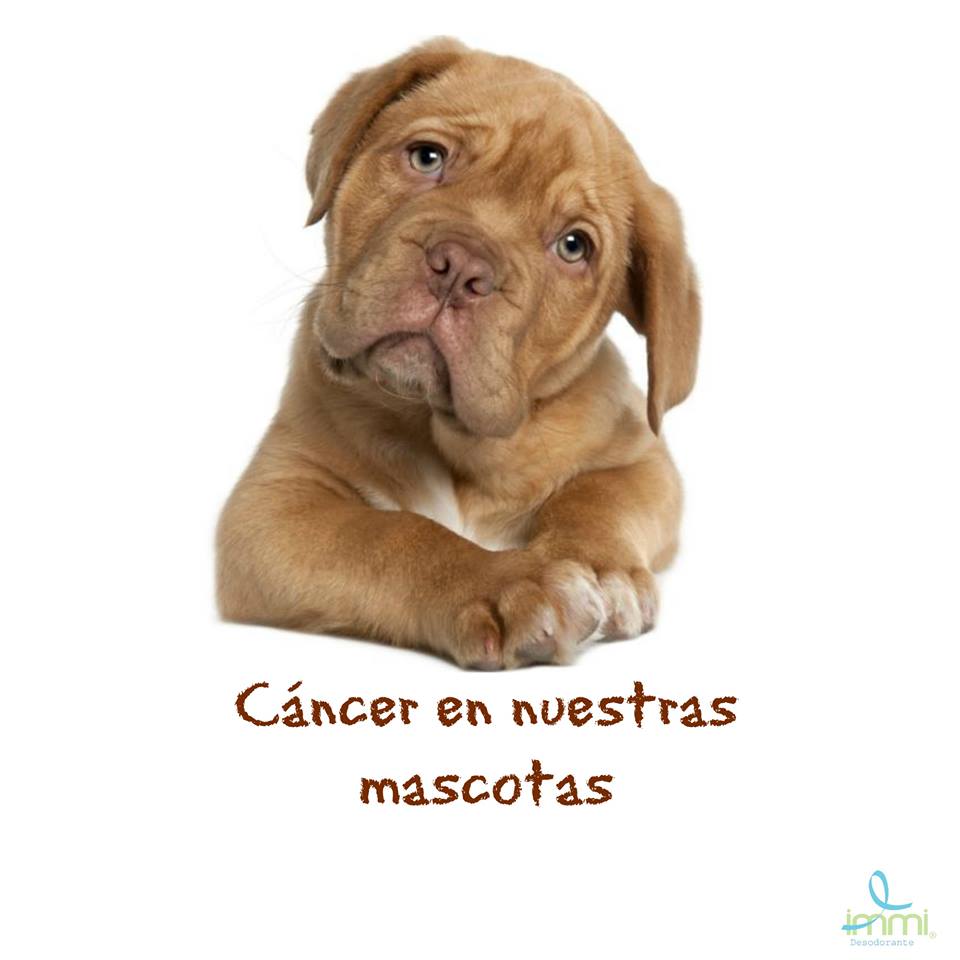 cancer en nuestras mascotas