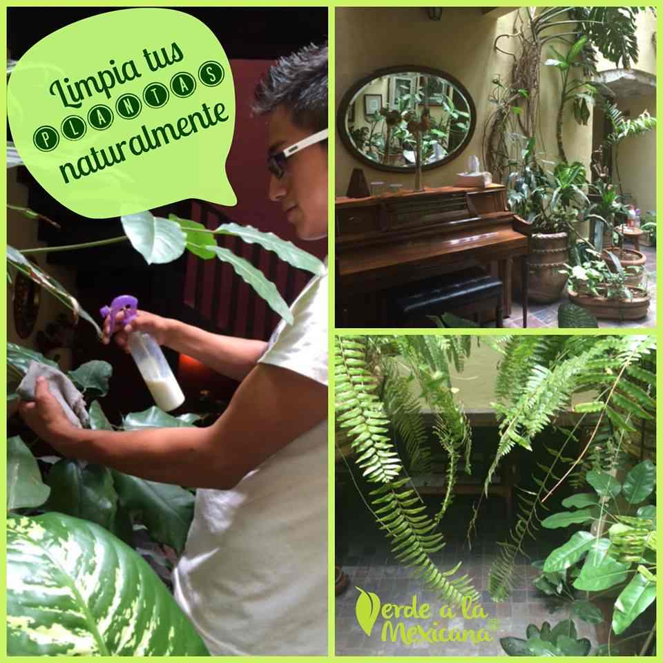 como limpiar las plantas de manera natural