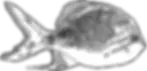 ハナゴンベ