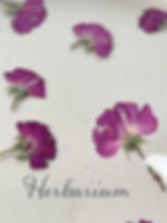 Thumbnail: H012 Dried Pressed Flowers and Leaves for Resin, 12psc.