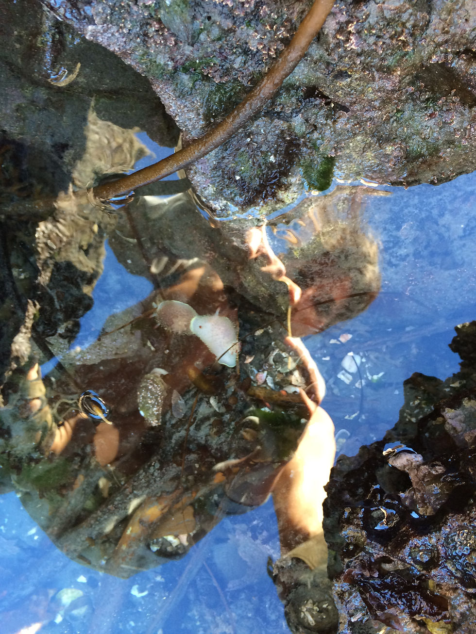 Nudibranchs