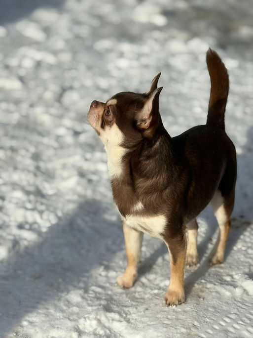 WhatsApp Image 2026-02-15 at 15.25.10.jpeg