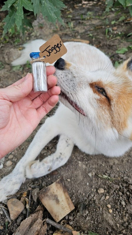 Thumbnail: Glass jar of Shedded  Fox fur!