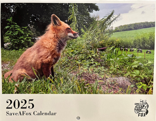 2025 classic calendar | Saveafox