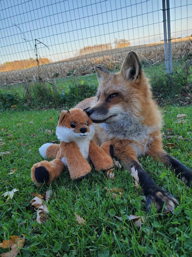 Finnegan Hehehehe plushie