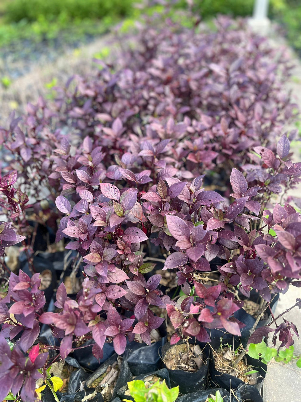 WhatsApp Image 2025-08-12 at 11.14.06 AM (5)