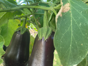 Vegetable Variety for your Brain