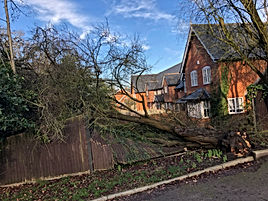 Bennetts Tree Care 038.jpeg