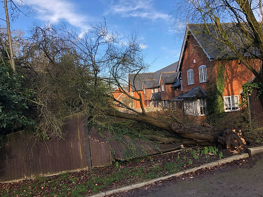 Bennetts Tree Care 038.jpeg