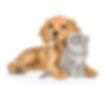 Forestside Veterinary Clinic, Belfast
