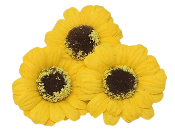 Gerbera5.PNG