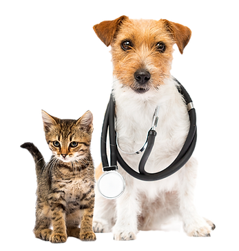 Pet Surgery Services, Forestside Veterinary Clinic, Belfast