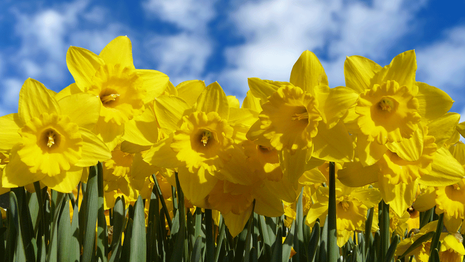 Daffodils.png