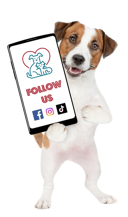 Lisbellaw Veterinary Clinic_Follow Us on Social Media