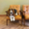 Forestside Veterinary Clinic