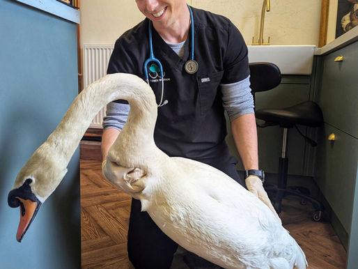 Belfast Website Designs and Forestside Veterinary Clinic launch new online bookings & repeat prescription platform.