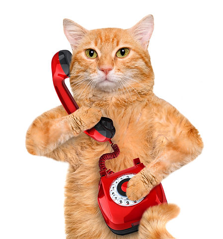Animial Behaviour Cork Call Us
