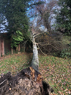 Bennetts Tree Care 035.jpeg