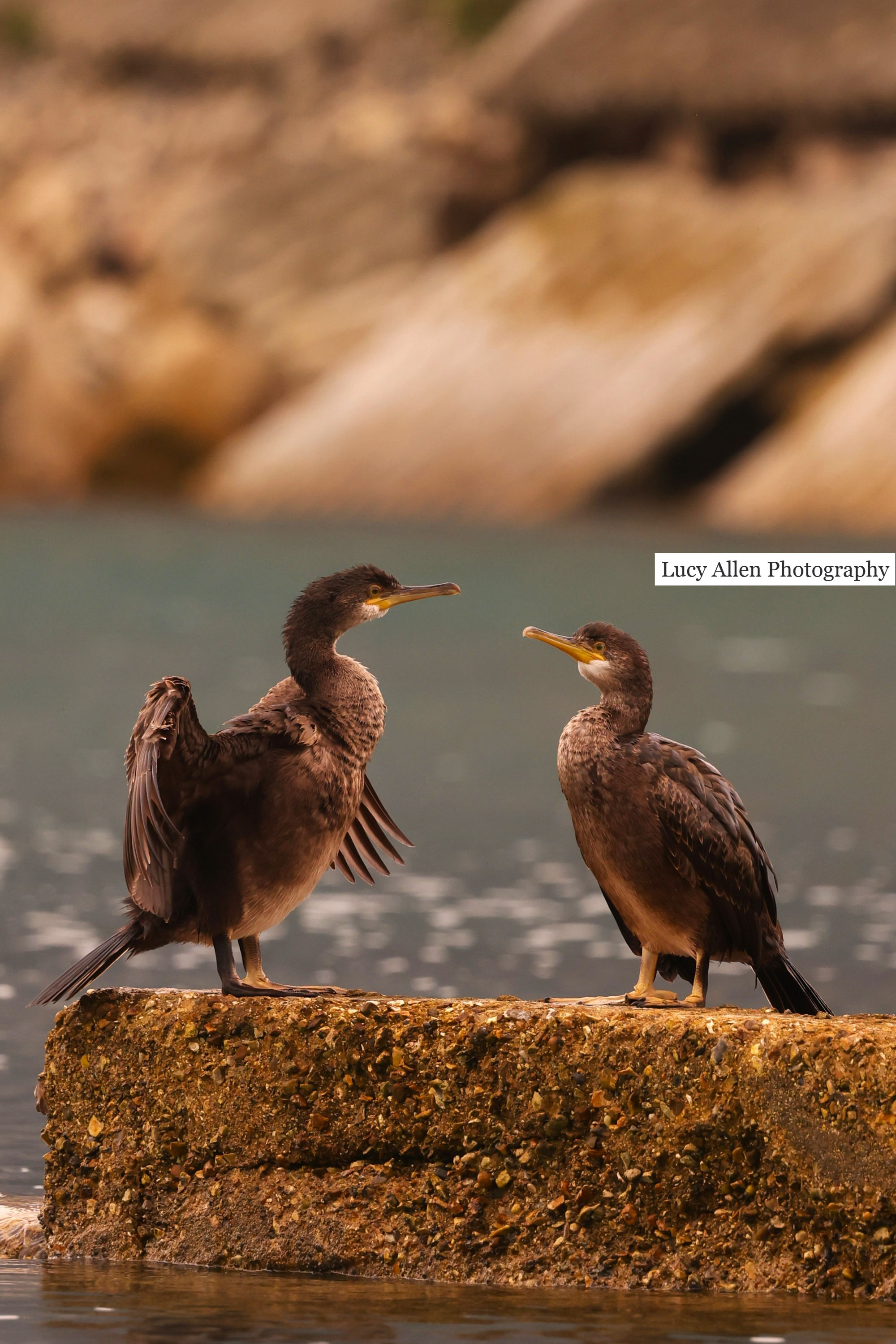 Courting Cormorants 