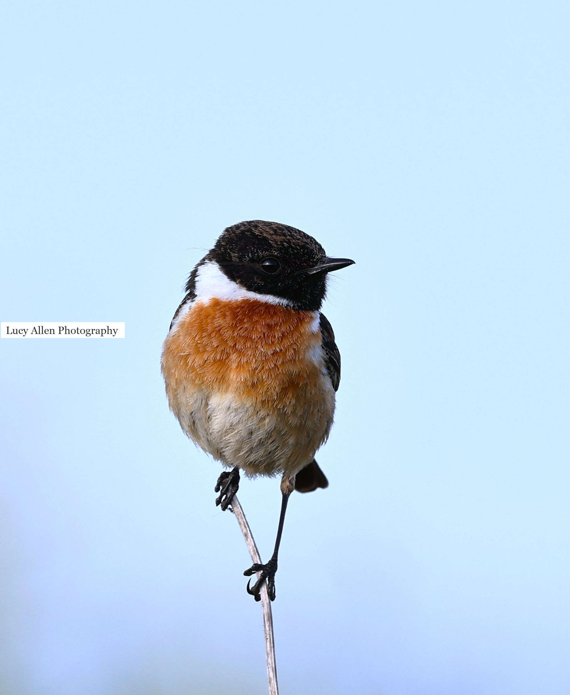 Standing Stonechat 