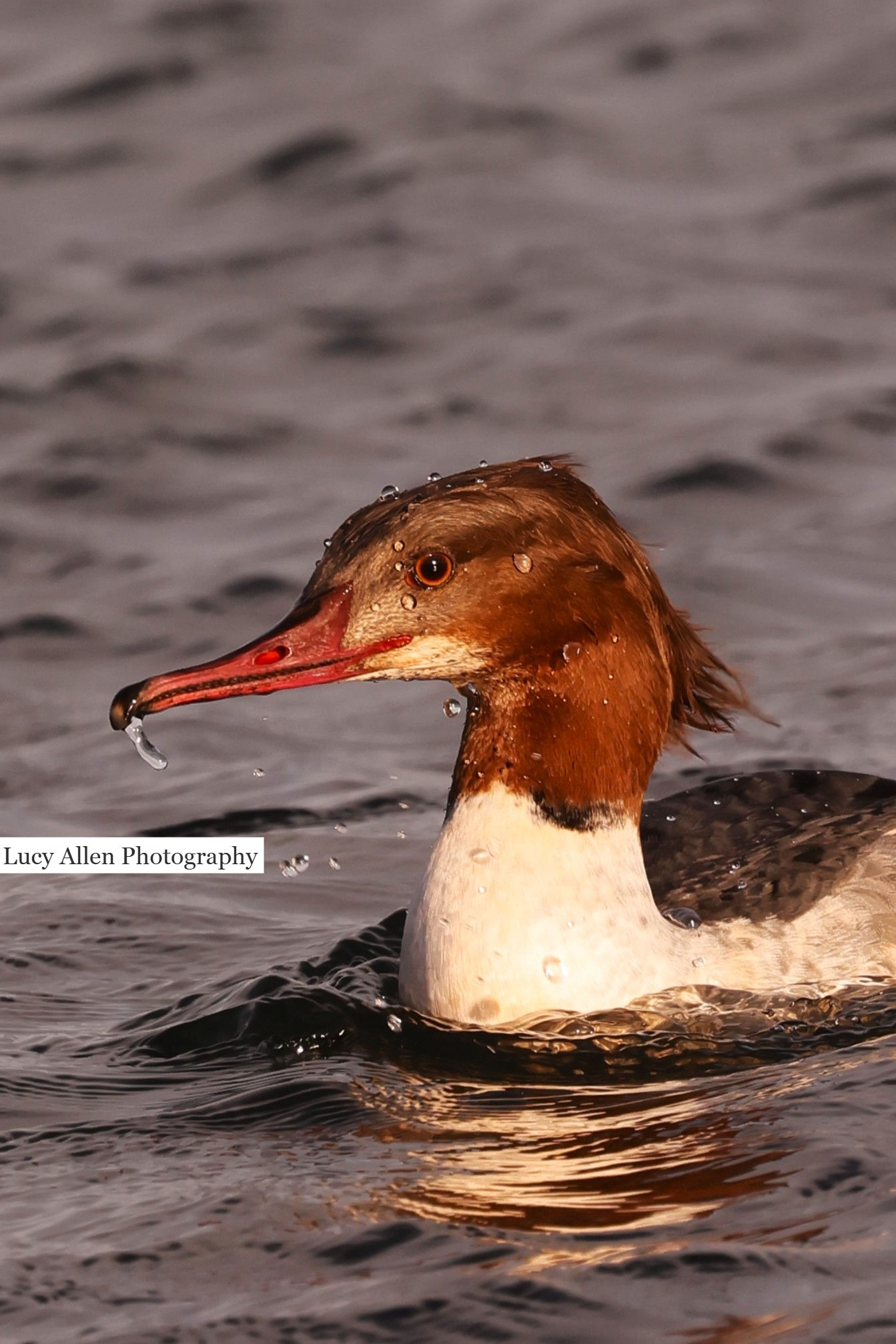 Merganser 