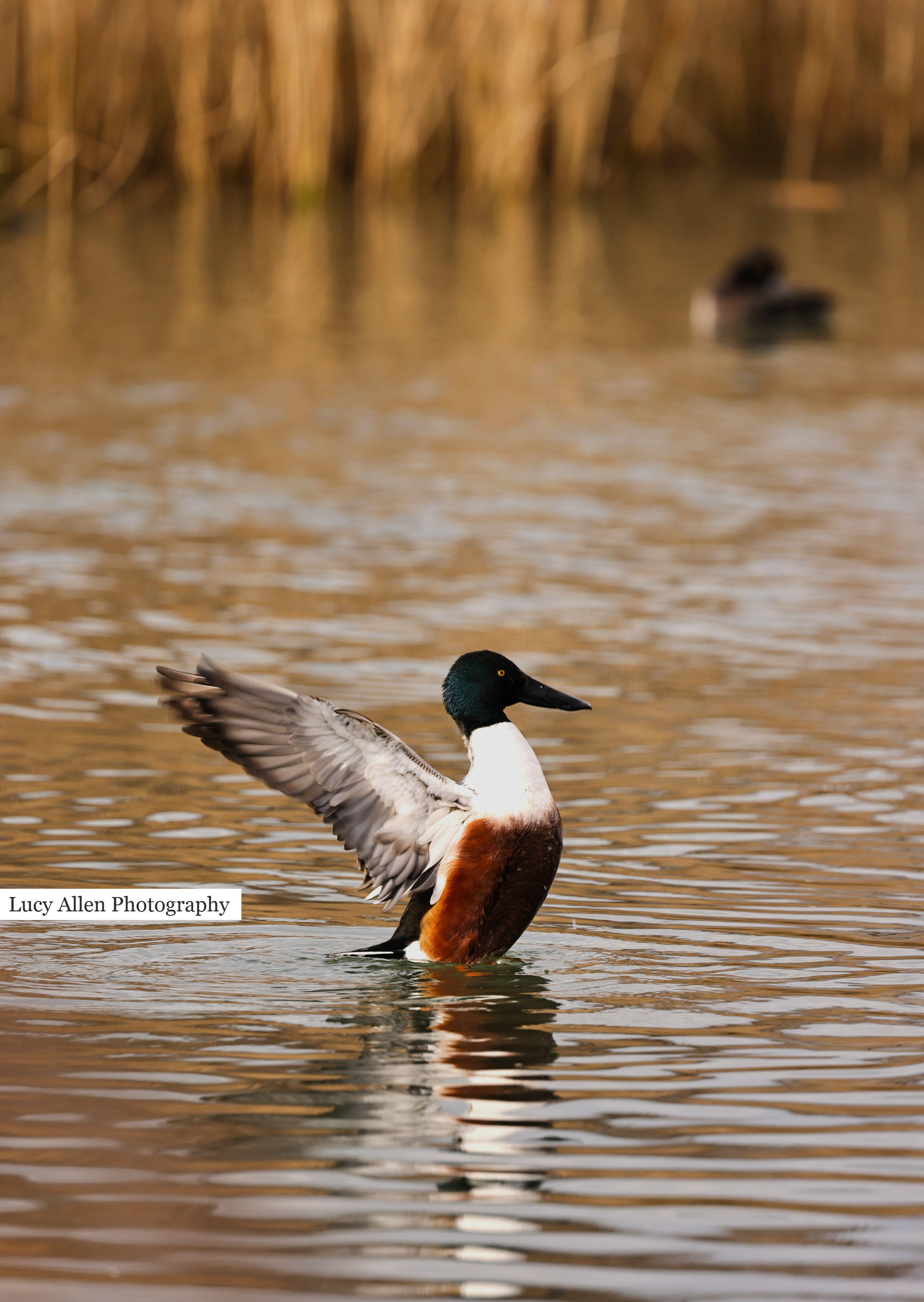 Northern Shoveler 