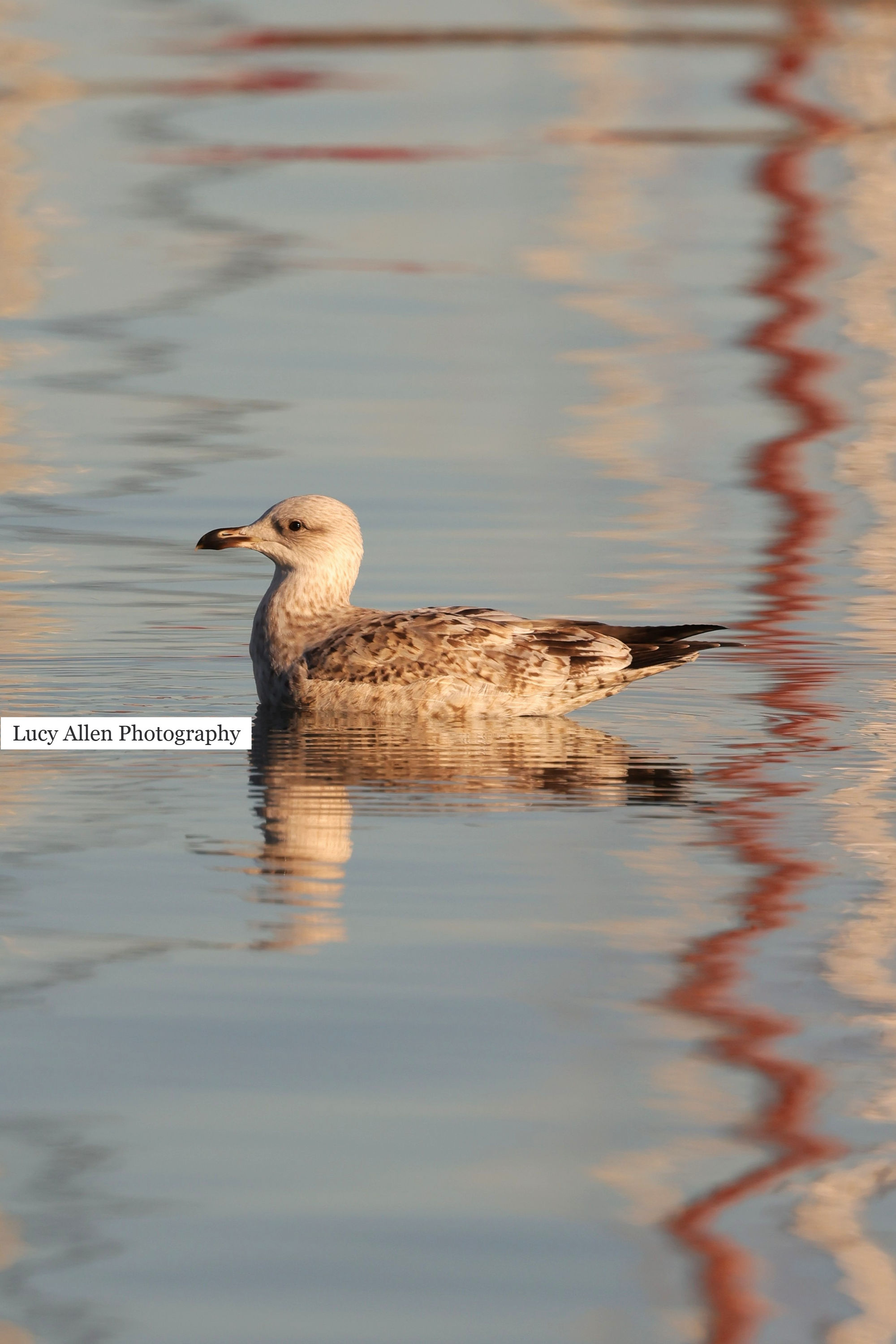 Herring Gull 