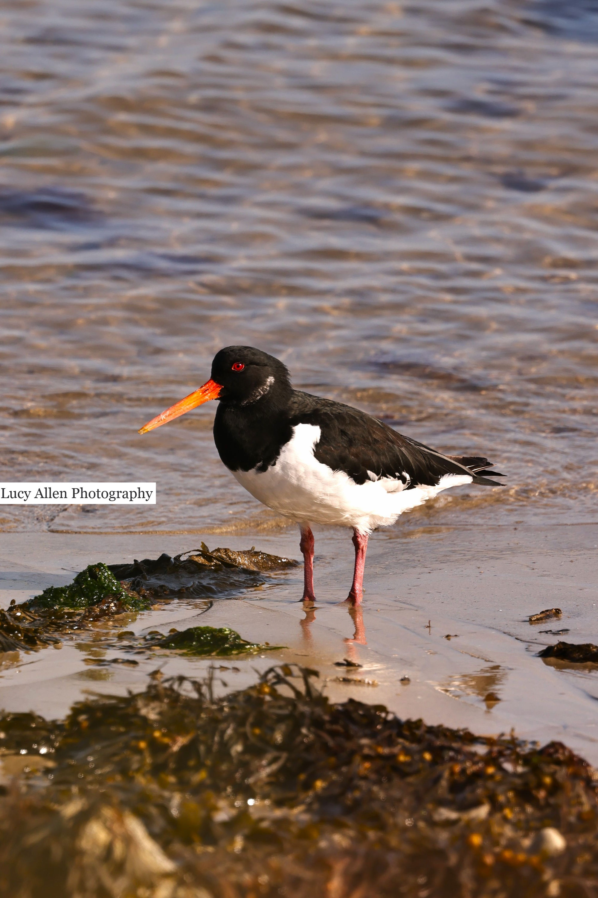 Oystercatcher