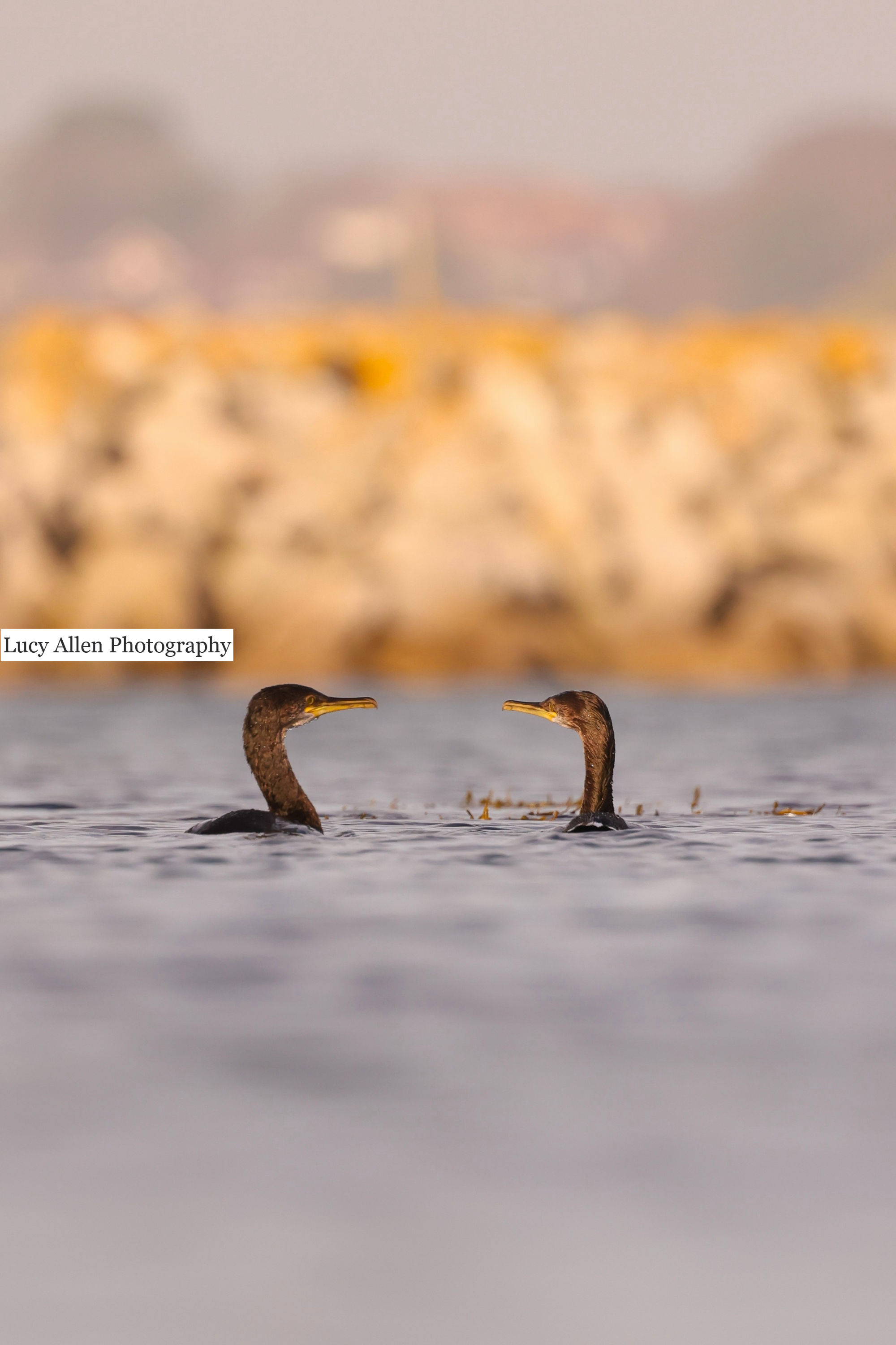 Cormorants 