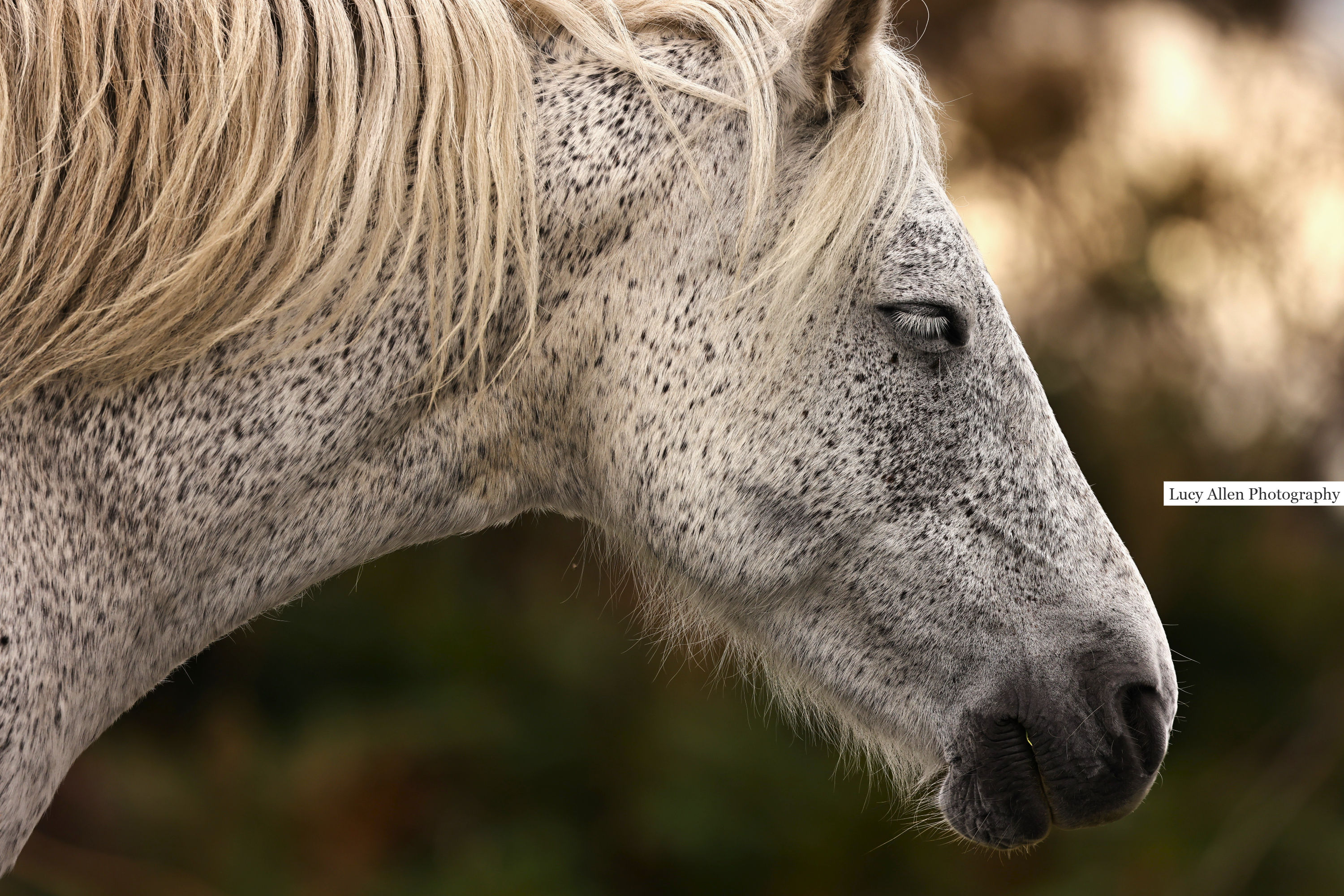 White Horse - Side Profile 