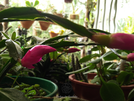 Schlumbergera Truncata