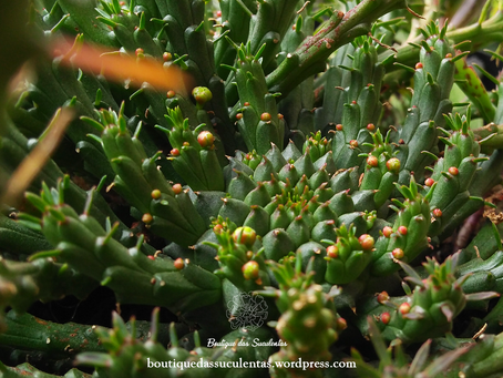 Euphorbia flanaganii (Cabeça-de-medusa)