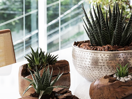 Dicas de decoração com Suculentas