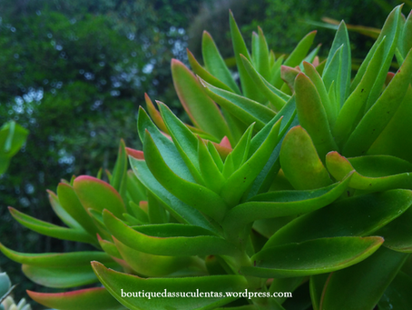 Crassula Capitella Thunb. ‘Campifire’