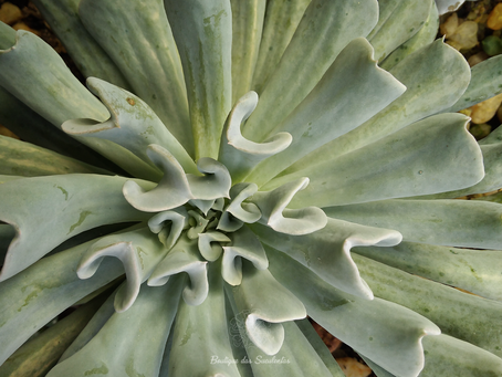 Echeveria Runyonii ‘Topsy Turvy’