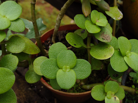 Crassula Multicava Lem.
