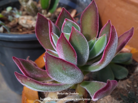 Echeveria Pulvinata Rose