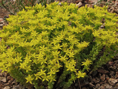 Sedum Acre L.