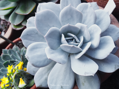 Echeveria Laui ‘Caly Argentea’