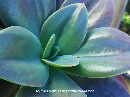Echeveria Gibbiflora Metallica